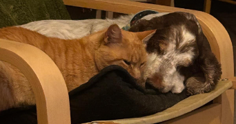 camille pet sitter à TALENCE 33400_3