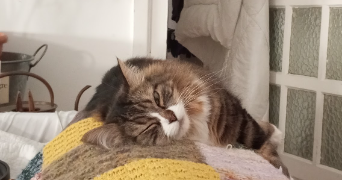 solène pet sitter à LYON 02 69002_3