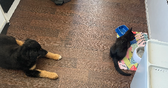 léane pet sitter à MONTPELLIER 34000_2