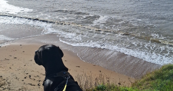 sandra pet sitter à LA BERNERIE EN RETZ 44760_3