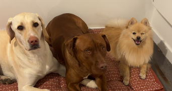 charline pet sitter à VILLEPARISIS 77270_2