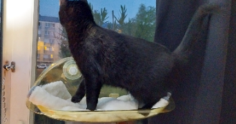 lila pet sitter à VERSAILLES 78000_1