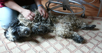 carine pet sitter à VILLENAVE D ORNON 33140_3