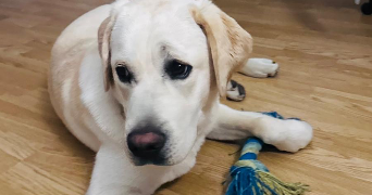 kevin pet sitter à FONTAINEBLEAU 77300_7