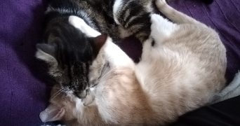 elodie pet sitter à PARIS 13 75013_1