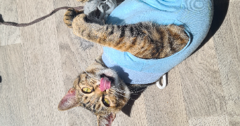 kenza pet sitter à LES ULIS 91940_10