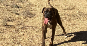 marion pet sitter à TOULON 83000_2