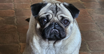 nora pet sitter à PARIS 14 75014_3