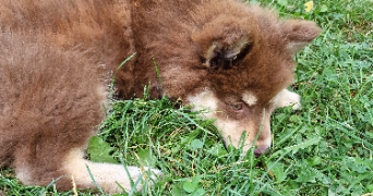 khaleesy  pet sitter à NANCY 54000_2