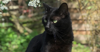 beatrice pet sitter à CONFLANS STE HONORINE 78700_2