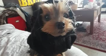 anais pet sitter à Paris 18 75018_4