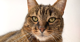mélodie pet sitter à NUCOURT 95420_3