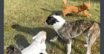 clarisse pet sitter à SEVRES 92310_1