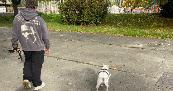 enzo pet sitter à PIERREFITTE SUR SEINE 93380_9