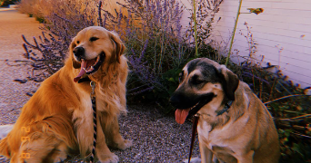 emma pet sitter à BORDEAUX 33000_3