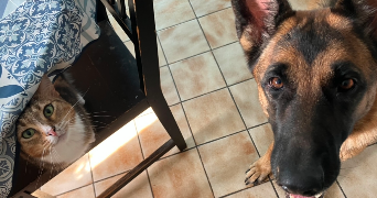 pauline pet sitter à CHAMARANDE 91730_2