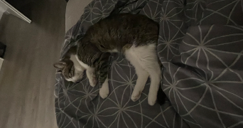 alisée pet sitter à PLOMBIERES LES DIJON 21370_8
