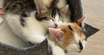 houssain pet sitter à MARSEILLE 05 13005_3