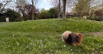 emanuèle pet sitter à SURESNES 92150_2