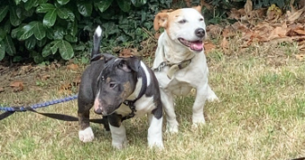 camille pet sitter à AIZENAY 85190_2