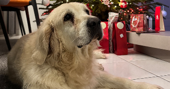 mathys dog sitter à CHANTEPIE 35135_5