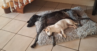 alexia pet sitter à ST LOUBES 33450_1