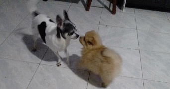 myriam pet sitter à GARDANNE 13120_13