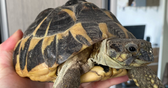 léa pet sitter à CRETEIL 94000_2