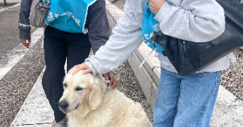 jeanne pet sitter à NYONS 26110_1