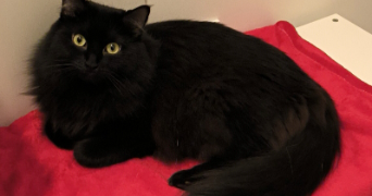 anais pet sitter à BAGNEUX 92220_1