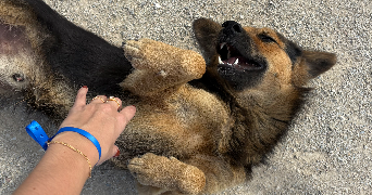 morgane pet sitter à MERY SUR OISE 95540_6