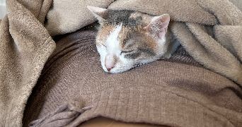 lisa pet sitter à PARIS 11 75011_2