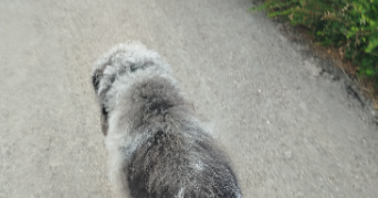 cyrielle pet sitter à NANTES 44000_3