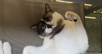 léo pet sitter à ANNECY 74600_2