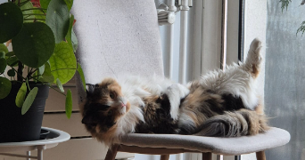 clara pet sitter à LEVALLOIS PERRET 92300_2