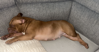 aline pet sitter à BRUNOY 91800_5