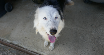 camille pet sitter à MERIGNAC 33700_7