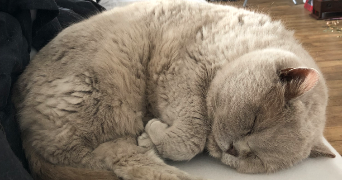 liza pet sitter à BORDEAUX 33000_1