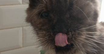 angèle pet sitter à NICE 06000_7