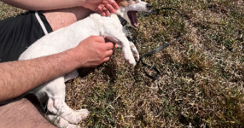 joud pet sitter à BREST 29200_1