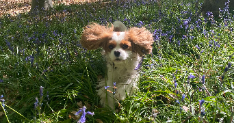 clémentine pet sitter à SEVRES 92310_2