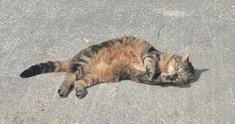 clarisse pet sitter à TOULOUSE 31000_1