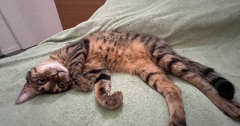 chloé pet sitter à PARIS 19 75019_4