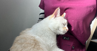 doryane pet sitter à CREPY EN VALOIS 60800_1