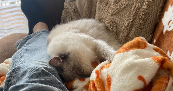 clarisse pet sitter à Saint-Malo 35400_2