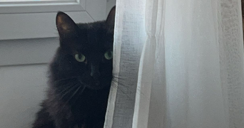 mégane pet sitter à BANDOL 83150_3
