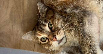 léa pet sitter à IFFENDIC 35750_1
