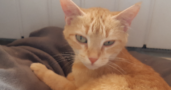 murielle pet sitter à Talizat 15170_4
