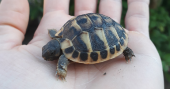 Anthony pet sitter à La valla en gier 42131_9