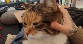 elodie pet sitter à CHATENAY MALABRY 92290_1